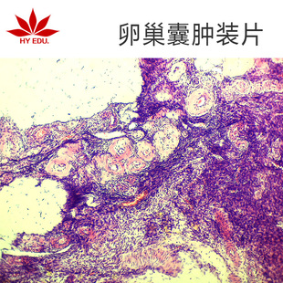 �����M���������Ƭ�˱� �@΢�R�^��߽̽̌W�о����ﲣƬ