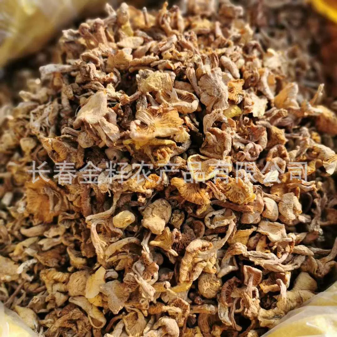 食用菌 蘑菇 小黄蘑 小黄菇