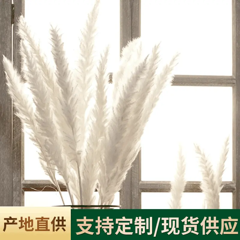 云南干花批发白色小芦苇亚马逊花束婚庆装饰黑色小芦苇干花花束