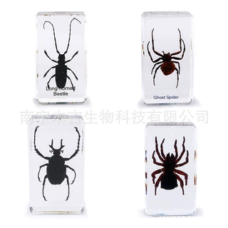 73*41*20mm 4号书镇树脂昆虫标本 外贸出口质量生物科教早教教具