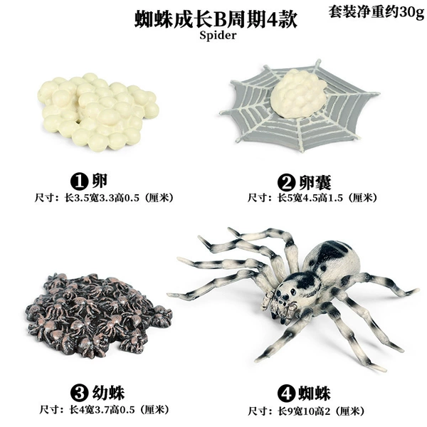 2409 Spider Growth cycle B set B