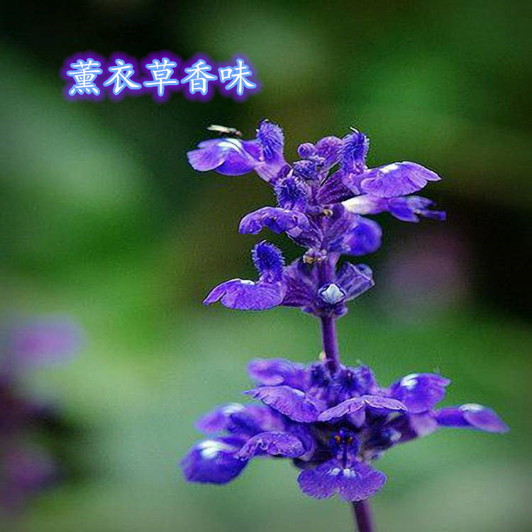 厂家批发  薰衣草香味微胶囊 香味整理剂 芳香剂