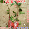 Williams banana saplings No. 9 Banana Kings Fan Jiao Emperor Banana Red Banana Seedlings Results fruit saplings