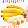 Williams banana saplings No. 9 Banana Kings Fan Jiao Emperor Banana Red Banana Seedlings Results fruit saplings