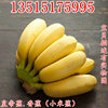 Williams banana saplings No. 9 Banana Kings Fan Jiao Emperor Banana Red Banana Seedlings Results fruit saplings