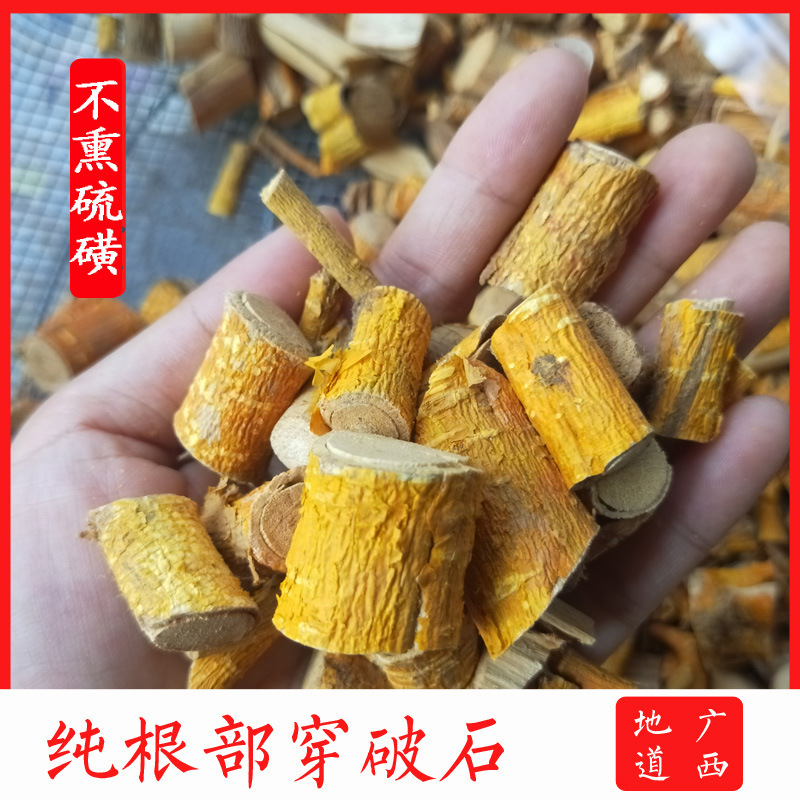 Wild Stone-Penetrating Plant, Stone-Breaking Root Plant, Nine-Layer Golden Belt Plant, Ground Cotton Root Plant, Stone-Penetrating Thorn Root Plant, Guangxi Wild Stone-Penetrating Plant, Stone-Breaking Root Plant, Nine-Layer Golden Belt Plant, Ground Cotton Root Plant, Stone-Penetrating Thorn Root Plant, Guangxi
