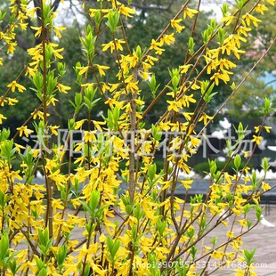 ����ֱ�N�S�ϻ��� �B�N�� ���R�� �S��l �B�N �ͺ� ��� ș��