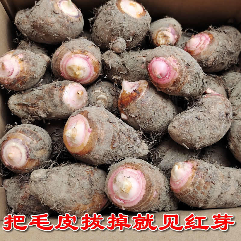 广西红芽芋粉糯香甜农家自种