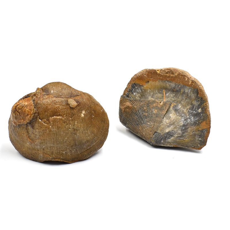 Gulli Beihua Carboniferous brachiopod fossil paleontology marine fossil geological science popularization teaching specimen