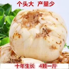 块茎类;百合;其他滋补