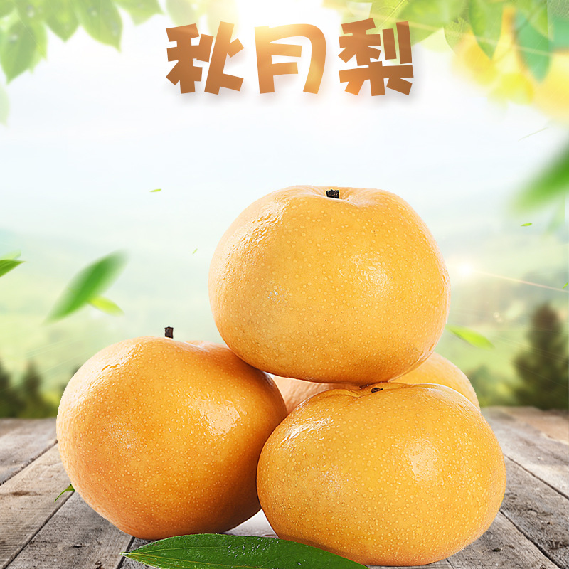 山东秋月梨 代发3/9斤新鲜采摘冰糖梨子皮薄多汁孕妇水果非丰水梨