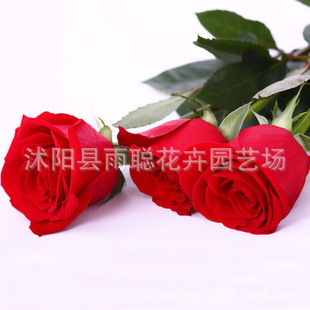 �Nޱ�N���¼����N��õ�廨�N�Ѽt��õ�N���S��õ����ֲ��N�ӻ�ɫ