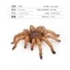 1689 wolf spider 18.7g