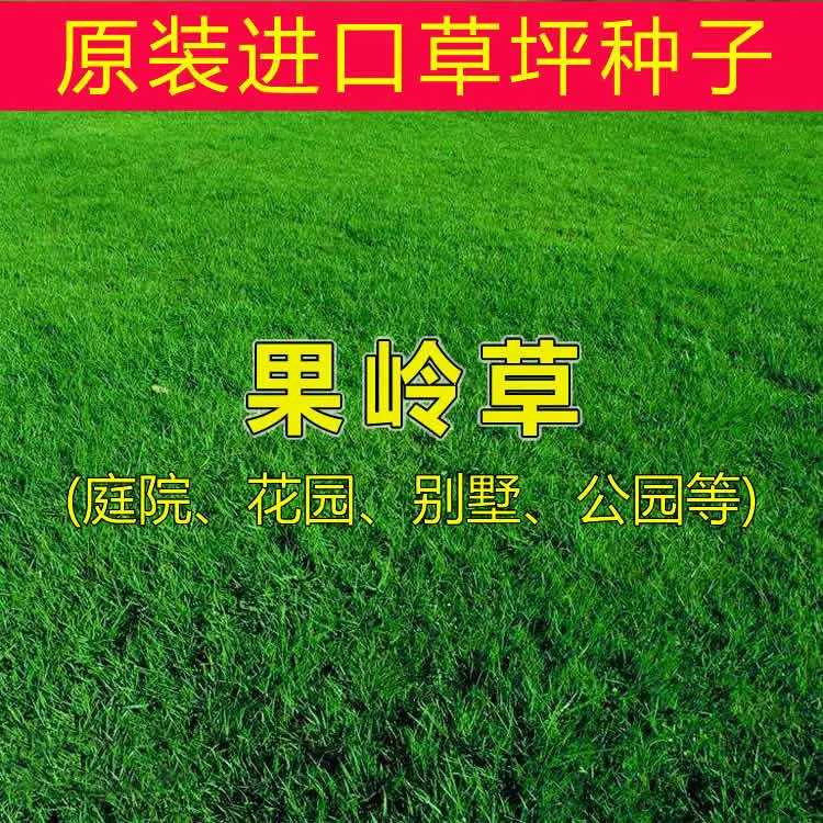 Оптовые высококачественные семена газона фруктовые травы Семена газона выносливой и засухоустойчивость топтут Four Seasons Evergreen