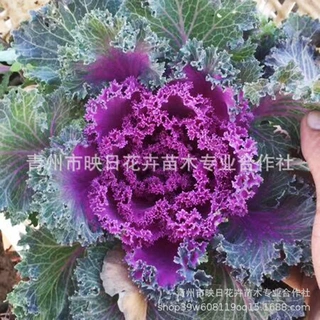冬季羽衣甘蓝盆栽 草花基地时令草花 绿化租摆 耐寒羽衣甘蓝 白色