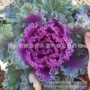 耐寒时令冬季羽衣草花