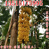 Williams banana saplings No. 9 Banana Kings Fan Jiao Emperor Banana Red Banana Seedlings Results fruit saplings