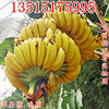 Williams banana saplings No. 9 Banana Kings Fan Jiao Emperor Banana Red Banana Seedlings Results fruit saplings