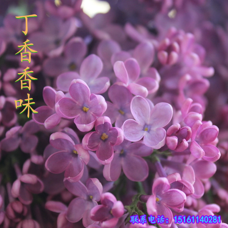 厂家批发  丁香香味微胶囊 香味整理剂 芳香剂后整理功能助剂