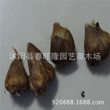 批发 香雪兰种球 香味 庭院观花植物 桌面盆栽  香雪兰种球