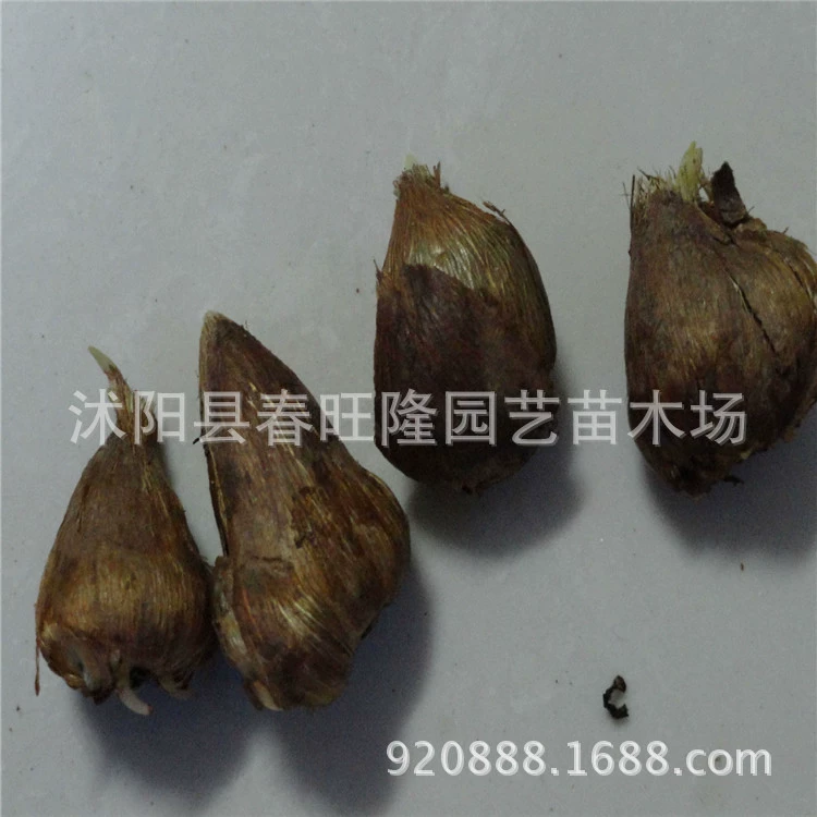 批发 香雪兰种球 香味 庭院观花植物 桌面盆栽  香雪兰种球