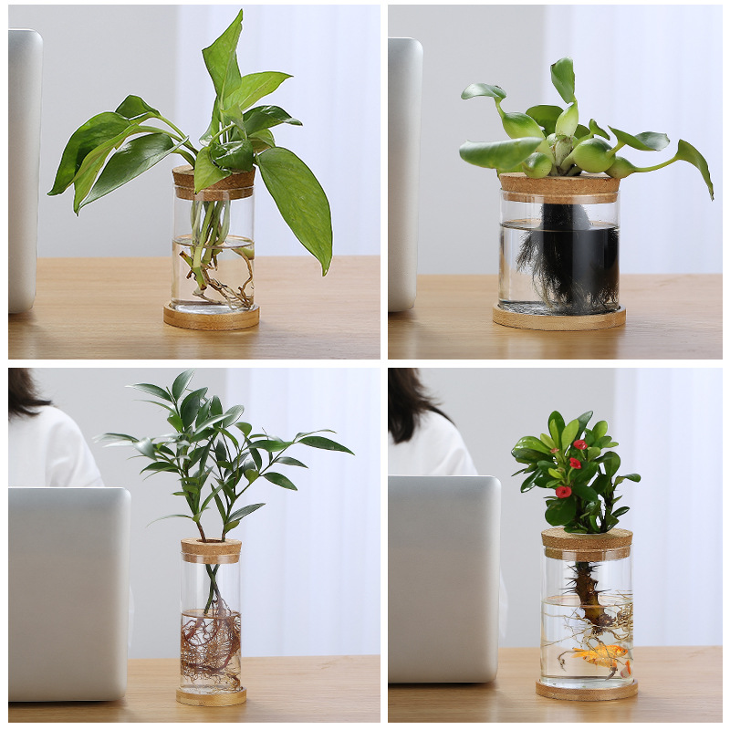 Planta hidropónica bambú nueve Li incienso botella de vidrio plato planta hidropónica frasco Oficina planta verde olla botella