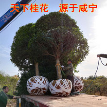 �𻨘�235810121518����ֱ�N���½�𵤹��ļ����@�־��^��