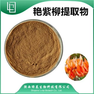 艳紫柳提取物 10：1 比例提取另有 艳紫柳粉 艳紫柳浸膏