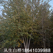 丛生白桦树苗 单杆白桦树 白桦树价格 规格全 东北耐寒风景树