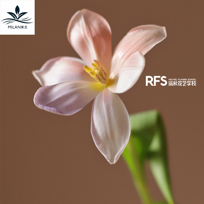 Flor spray color agente color spray agente de teñido floral auto-pintado Morandi color Flower shop suministros tinte material absorbente