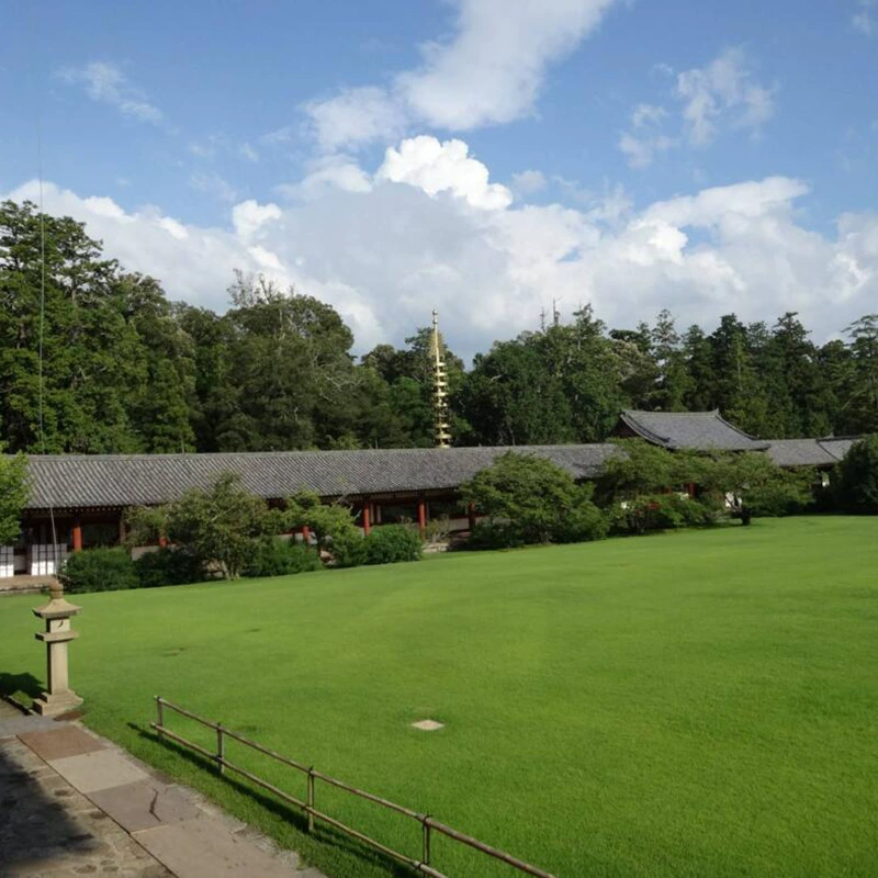 Семена бережливой травы являются горячими продажами. Семена газона устойчивы к вытаптыванию.