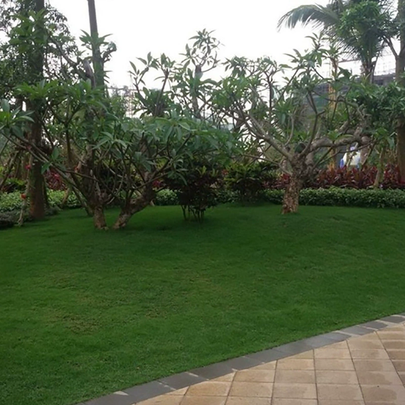 Оптовая Высокое Качество Импортного газона семян гончая № 5 газон семян низкий вытаптывание устойчивостью к холодному жару