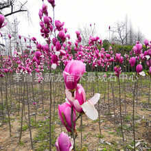 l m tm 3-12m ҎRȫ ă