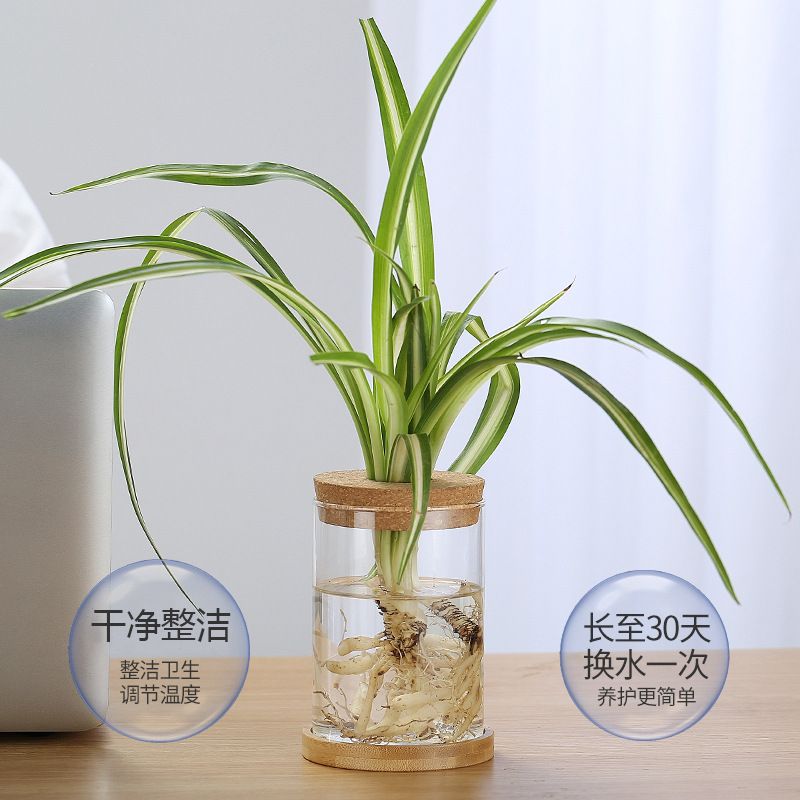 Planta hidropónica bambú nueve Li incienso botella de vidrio plato planta hidropónica frasco Oficina planta verde olla botella