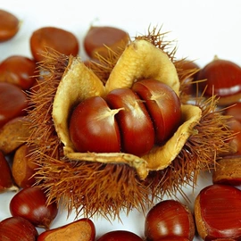 盆栽;种子;花盆容器