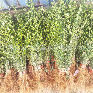 �������l���h���� ���٘��� �ך����� �޽��������ך����F�hկ��