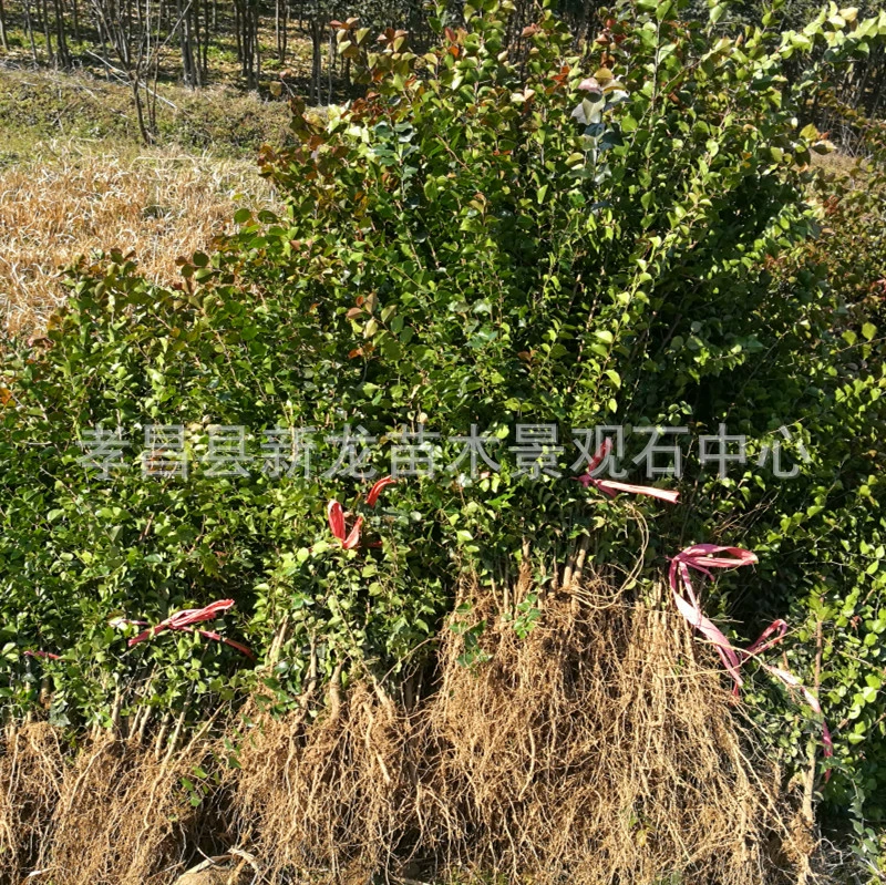 Моделирование саженцев татуированные Холли Дуб прессованный шип саженцы зимние листья Вечнозеленый сад Пейзаж Моделирование дерева