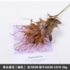 Single -headed flower color