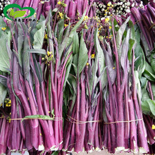 țN rˈ@۴tϲ޷tͲоݿ߲˷N