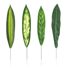 �羳؛Դ�����~��Ƥ�m�Gֲ��c���Է���ֲ��҃Ȼ�c���ø߷���