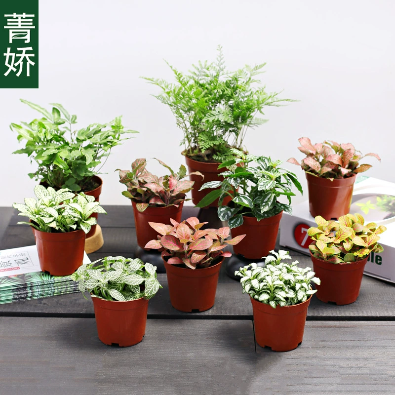 Reticula креативная с цветным порошком в горшках Anne Forest plame микропейзажные растения мини-свежие зеленые растения