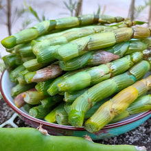 ���xʯ���r�l�ᴽ��Ұ���Nֲ�L�ڲ���ϵĿڸ�����o������