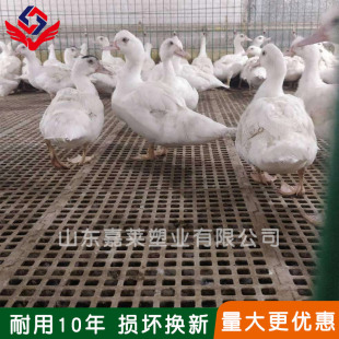 ���Nɢ�B�u�����ω|�� �u��©�S�尲�b �F�����Bֳɢ�B�u���ϾW��