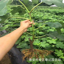 大棚矮化无花果树苗 先挖先卖 规格全波姬红无花果苗 占地果树苗