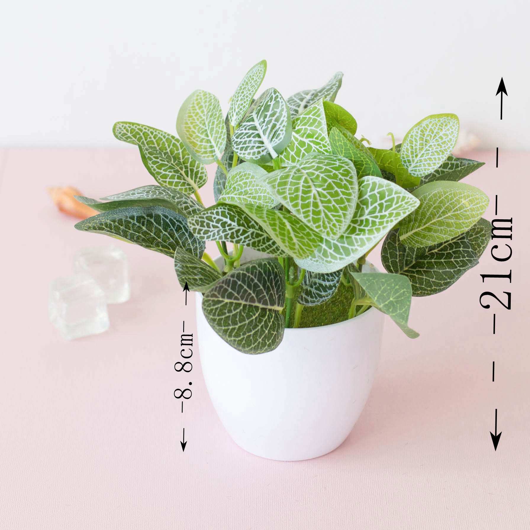 Lưới trắng lá rùa (có chậu)