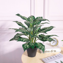 �F�����s����ֲ��50cm�辰 �k��������G��С������ �҃��b[��