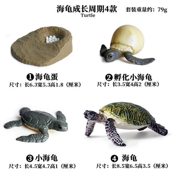 【OX730】 Turtle growth cycle