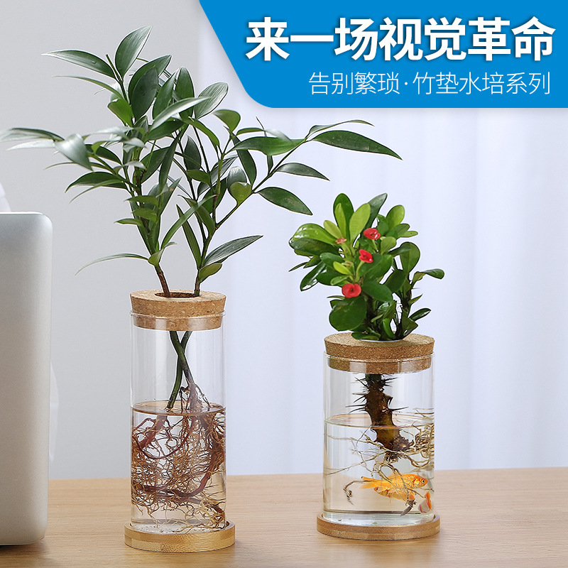 Planta hidropónica bambú nueve Li incienso botella de vidrio plato planta hidropónica frasco Oficina planta verde olla botella