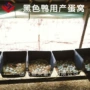 黑色塑料鸡鸭鹅鸭蛋蛋窝
