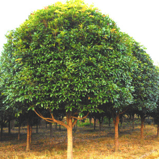 ���л����N�۹𻨘�8�¹���Ϲ��̌��� Т�й��G�T�𻨘�